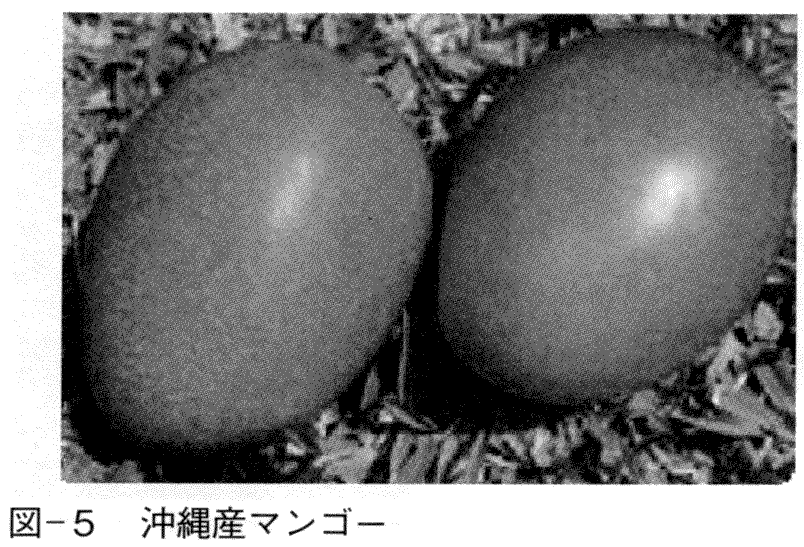 沖縄産マンゴー