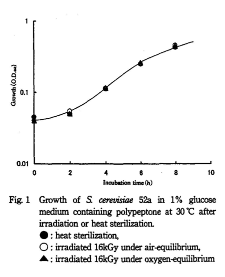 Growth of S. cerevisiae 52a in 1% glucose medium containing polypeptone at 30 after irradiation or heat sterilization.