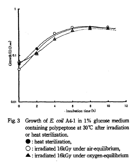 Growth of E. coli A4-1 in 1% glucose medium containing polypeptone at 30 after irradiation or heat sterilization.
