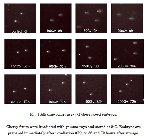 Alkaline comet assay of cherry seed embryos. Cherry fruits were irradiated with gamma-rays and stored at 5. Embryos are prepared immediately after irradiation (0h), or 36 and 72 hours after storage.